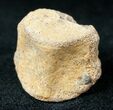 Champsosaurus Vertebrae (Cretaceous Reptile) #12704-1